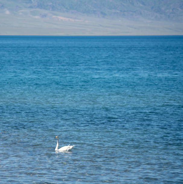 the swans were swimming on the calm lake. shot in sayram lake in xinjiang, china. - 塞里木湖 個照片及圖片檔