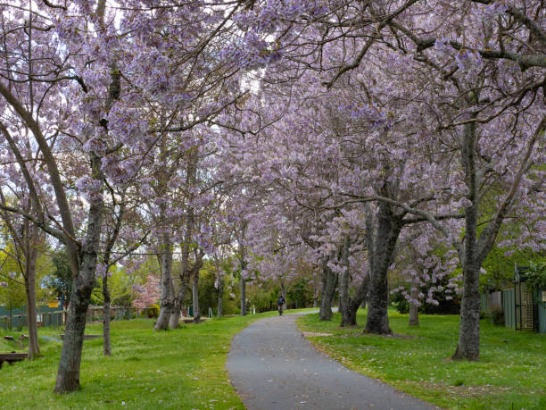 Spring trees in purple bloom line a path stock photo