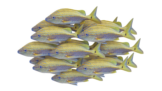 3D rendered shoal of Caesar Grunt fish