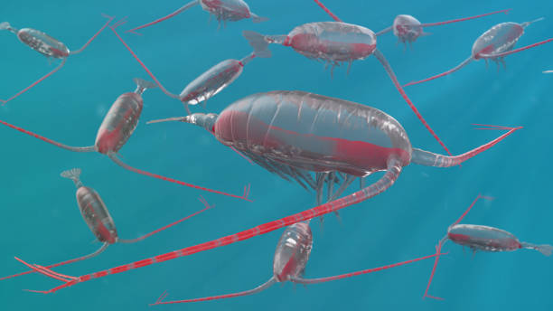 Deep Sea Copepods, 3D Rendered stock photo