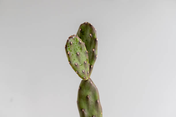 cactus opuntia avec fond isolé - prickly pear pad photos et images de collection