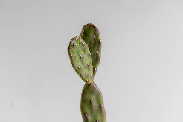 cactus opuntia con fondo isolato - prickly pear pad foto e immagini stock