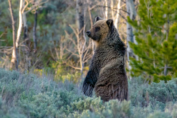 istock Grizzly bear standing up in the forest looking for food or danger 1400528855