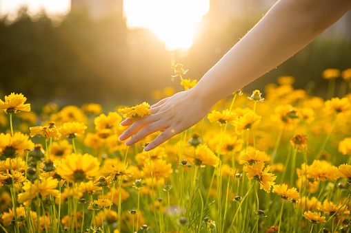 women hand stroking yellow flowers at sunset
