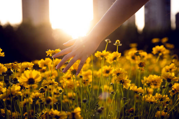 istock women hand stroking yellow flowers at sunset 1400529801
