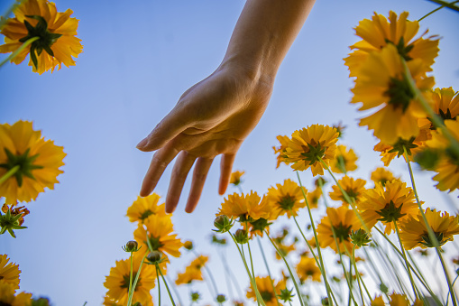 Hand touching yellow flowers,low angle view