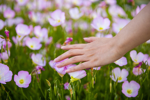 women hand stroking flowers