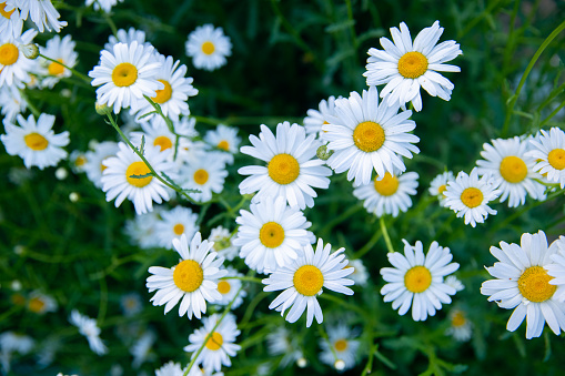 Five flowers of Chamomile ( Ox-Eye Daisy ) isolated on a white background.