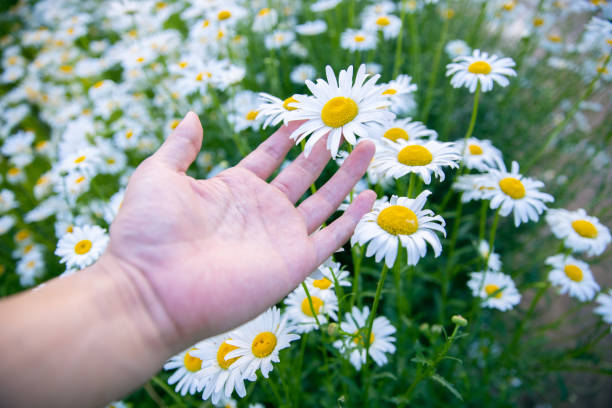 women hand touching white flowers at sunset