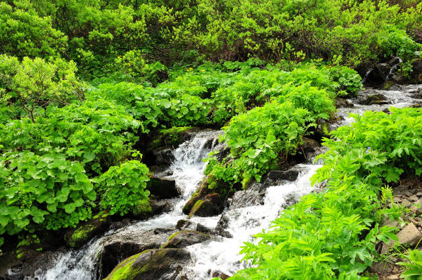 Culvert Redirecting Water Under Road in Nature - Corrugated pipe with small creek flowing and redirecting runoff under dirt road in a backcountry wooded area.