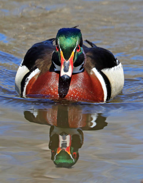 istock Colorful Wood Duck with reflection on the lake, Quebec, Canad 1400534506