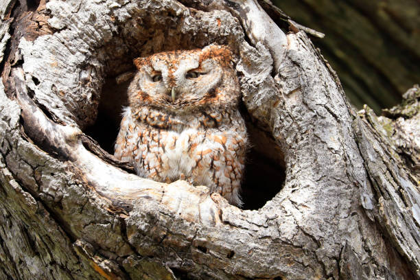istock Eastern Screech-Owl sitting in a tree gouge 1400534510
