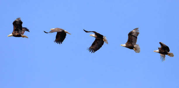 istock Bald eagle flying photomontage with blue sky background 1400534512