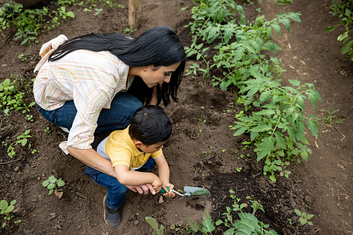 Latin American mother teaching her son how to plant a tree in their home garden