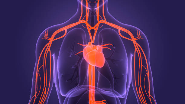 istock Human Circulatory System Heart Anatomy 1400534702