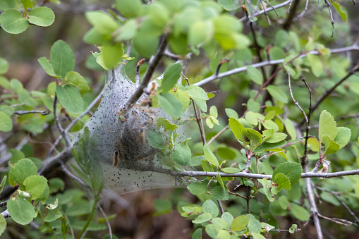 Tent caterpillars crawl around their nest in a tree on a branch at Black Canyon of the Gunnison National Park in Colorado