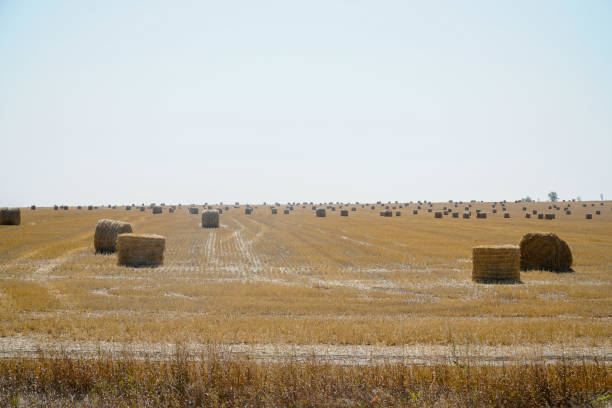istock Hay in rolls on mown field 1400537891