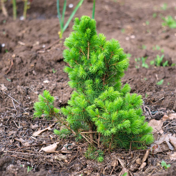 istock Alone sprout of a small pine grows on soil 1400537929