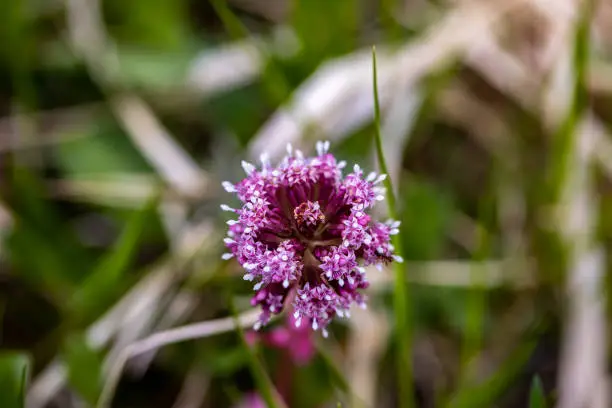 flowers captured in Bohinj valley Slovenia