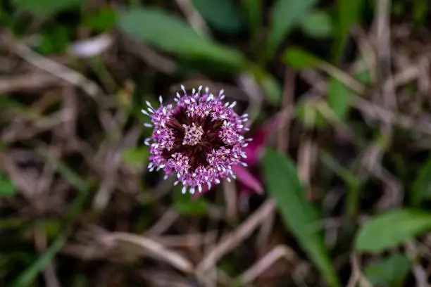 flowers captured in Bohinj valley Slovenia