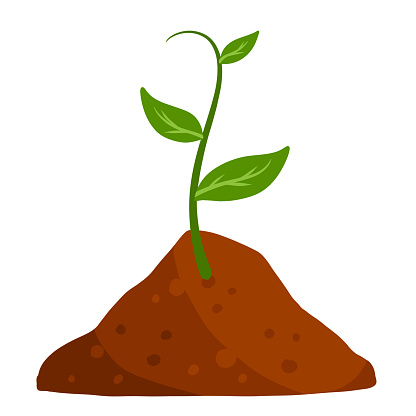 istock Sprout of plant in ground. Green leaves of young seedlings in soil. 1400539815