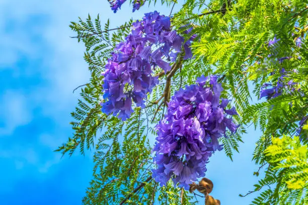 Colorful Blue Jacaranda Flowers Waikiki Honolulu Hawaii