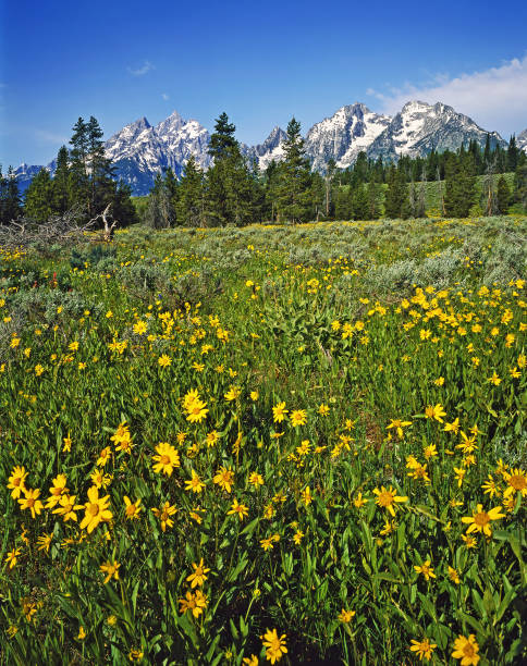 istock Grand Teton, Wyoming 1400541695