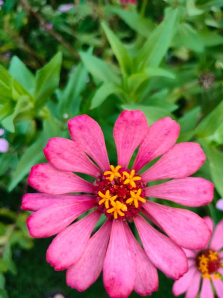 istock Pink Zinnia Flower 1400541796