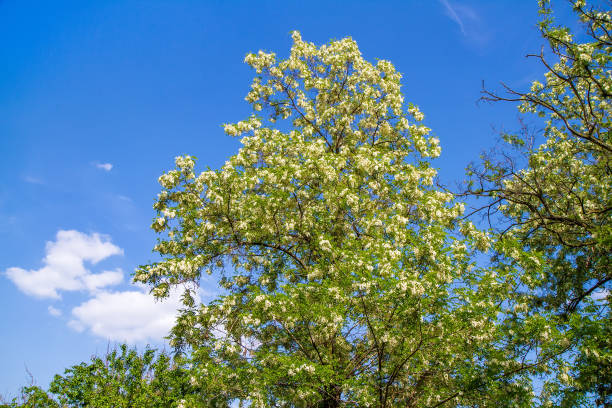 istock The tree is a blooming acacia against the sky. 1400542040