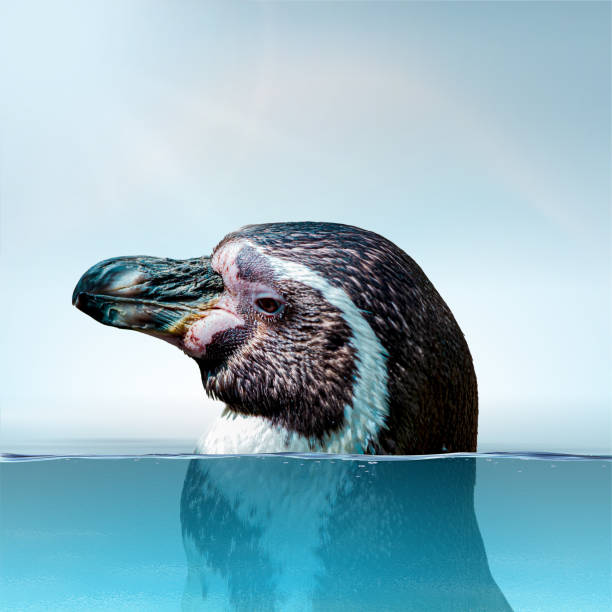 スフェニスカスフンボルディペンギンを表面に浮かべ、水に浸かります。水中ペンギンのクローズアップ。 - nobody beak animal head penguin ストックフォトと画像