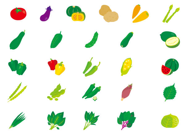 일본 여름 제철 야채 - eggplant vegetable food white background stock illustrations