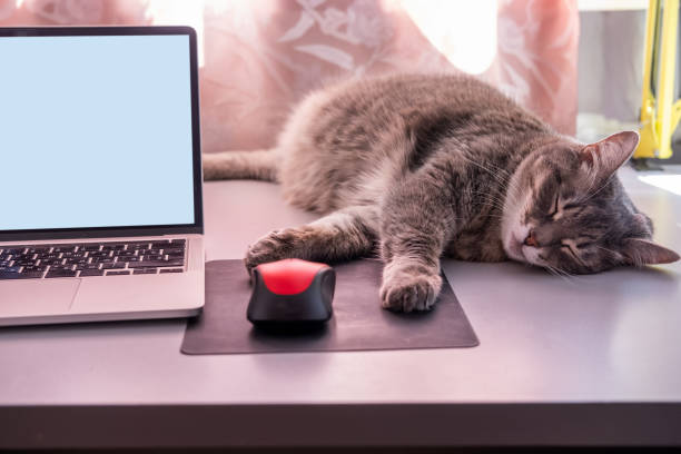 istock fat cat sleeping on desk near laptop, notepad and mouse 1400543423
