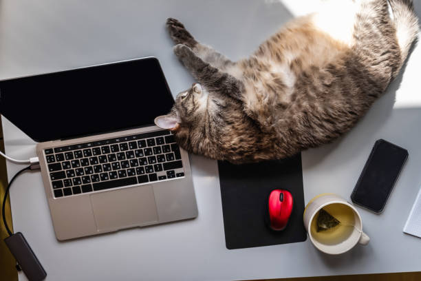 istock fat cat lying on desk near laptop, notepad and cup of tea 1400543443