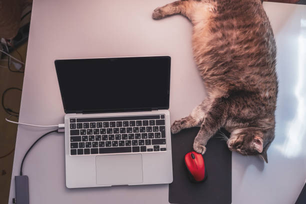 istock Lazy fat cat touching computer mouse with paw, lying on a table at the workplace near laptop with black screen 1400543500