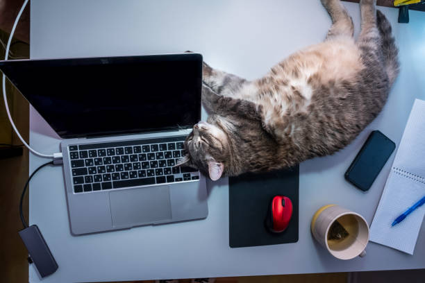 istock fat cat lying on desk near laptop, notepad and cup of tea 1400544362