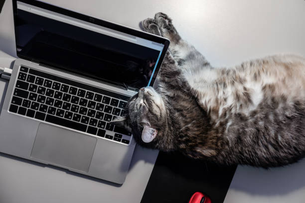 istock Cat sleeping with head on open laptop. Freelance concept, work at home 1400544490