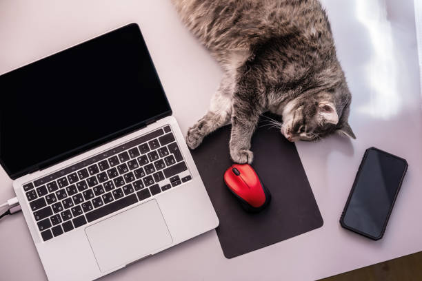 istock Lazy fat cat touching computer mouse with paw, lying on a table at the workplace near laptop with black screen and mobile phone 1400544500