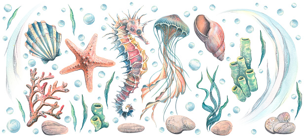 A large set of objects on a marine, tropical theme. Seahorse, jellyfish, starfish, shells, corals, bubbles, pebbles, algae, waves. Watercolor illustration For decoration and design