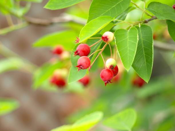istock Ripe Juneberry close-up in the garden 1400545832