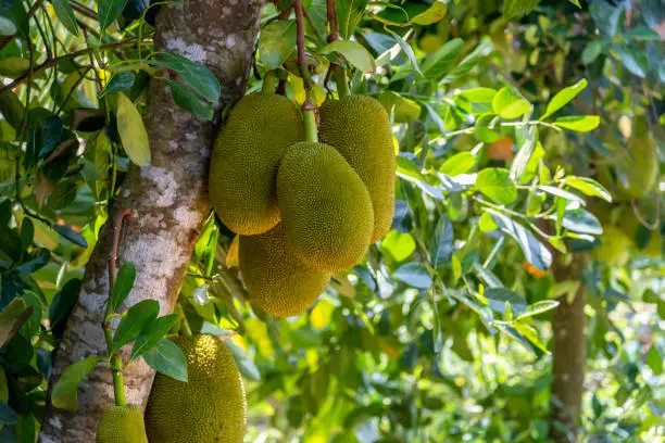 Jackfruits hanging on jackfruit tree.