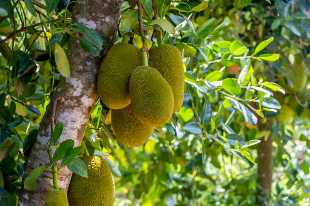 jackfruits wiszące na drzewie jackfruit. - chlebowiec zdjęcia i obrazy z banku zdjęć