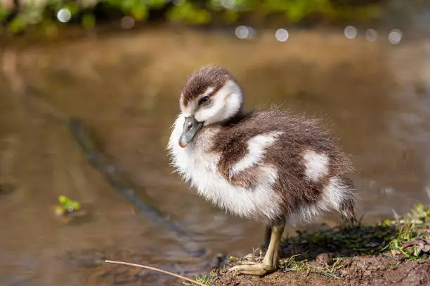 Egyptian Goose gosling resting on a riverbank in London