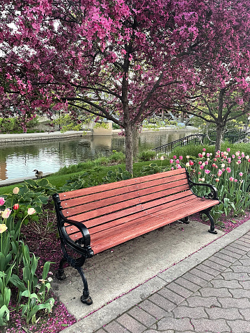 Park bench surrounded by tulips and flowering trees in the springtime