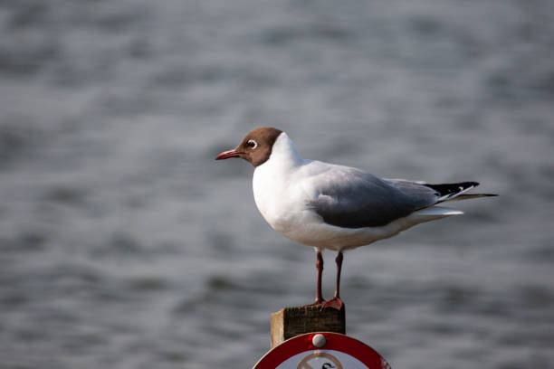 istock Black Headed Gull sitting on a sign in the ocean 1400546361
