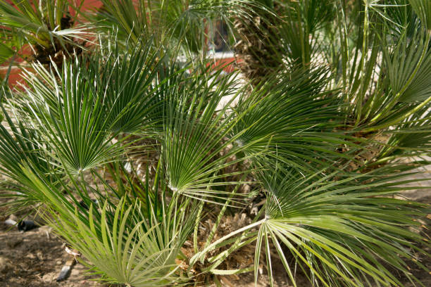 istock Green palm leaves, natural background. 1400547221