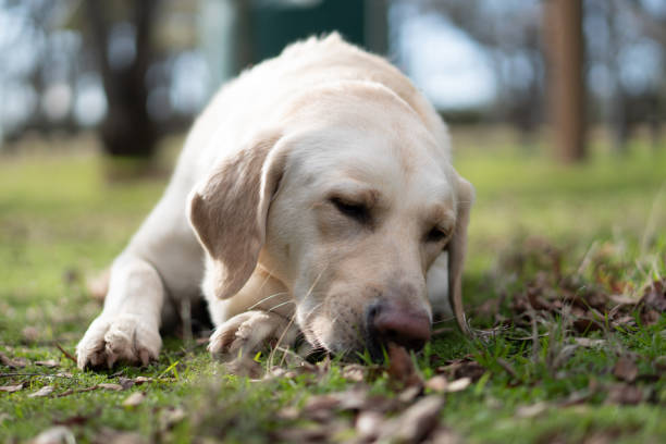 istock yellow Labrador retriever dog laying down outside 1400548369