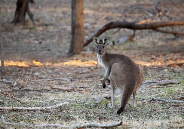 istock Cute wild kangaroo standing in the forest among trees, looking at camera, Australian wildlife 1400549214