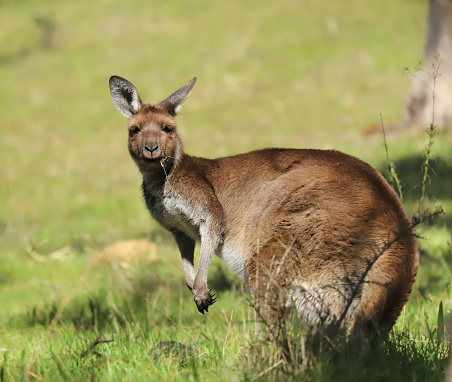 Cute wild young kangaroo grazing close-up, animal portrait, Australian wildlife