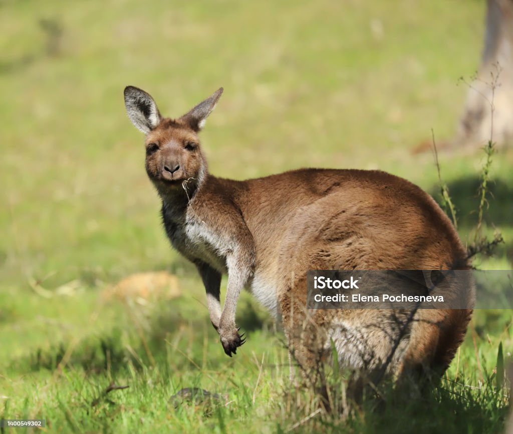Cute wild young kangaroo grazing close-up, animal portrait, Australian wildlife Wallaby Stock Photo