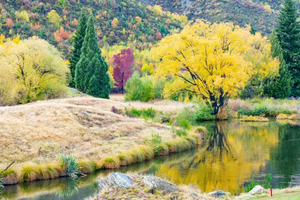 Stunning autumn colours across hillside over Arrow River, Queenstown New Zealand.